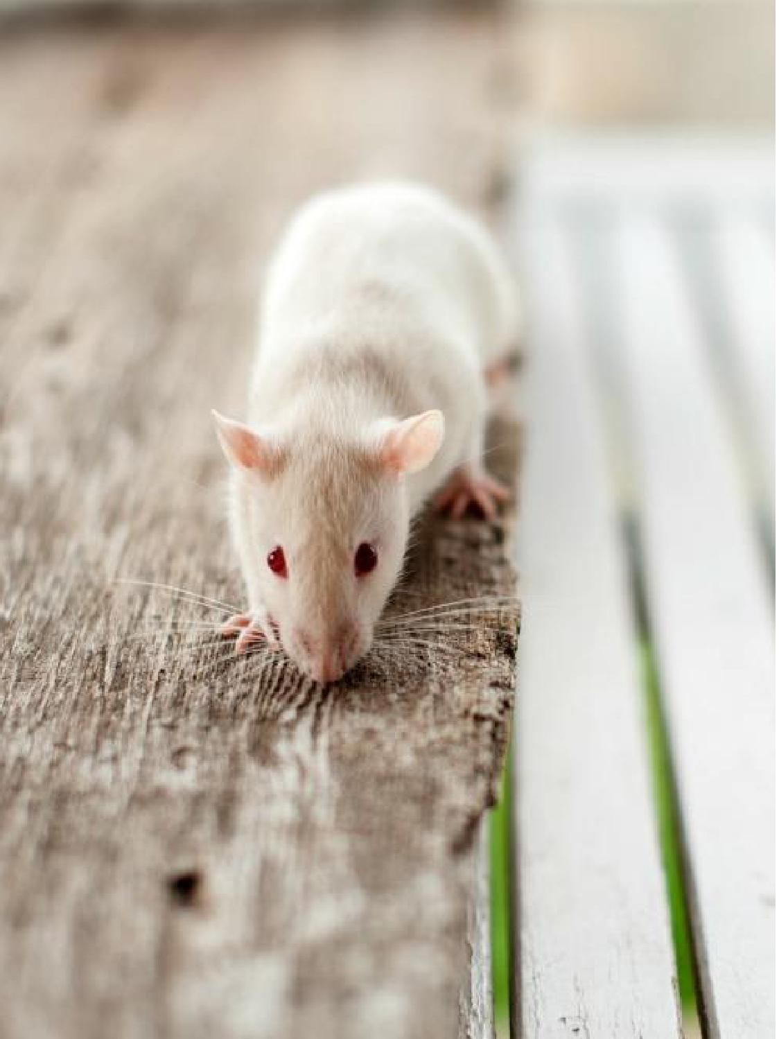 Gazetka promocyjna KAKADU str. 32