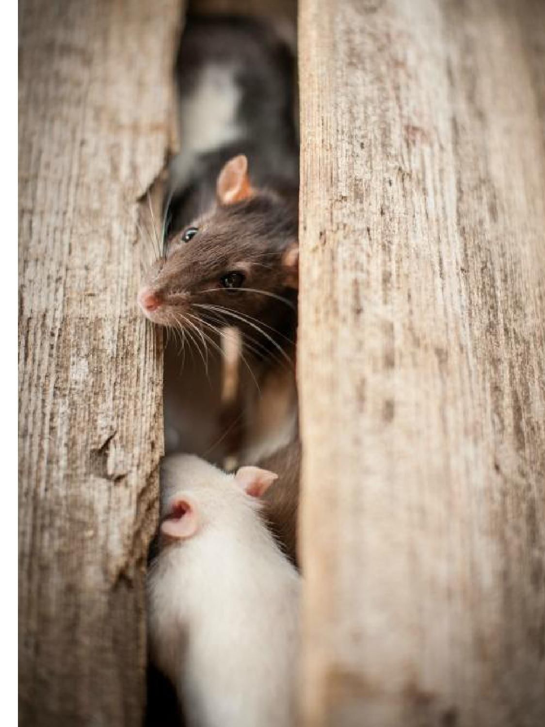 Gazetka promocyjna KAKADU str. 31